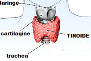 tesi alttiroidea approf oldsite