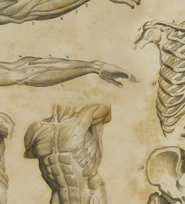 anatomia fisiologia mobile topbig