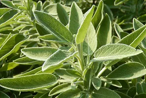 salvia
